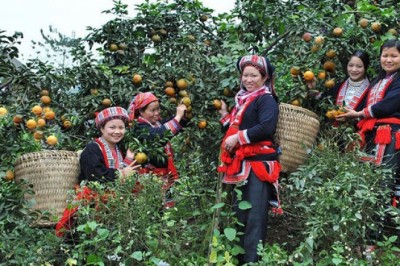 Tìm hướng tiêu thụ cho cam sành Hàm Yên