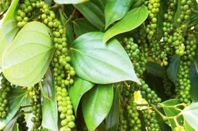 6 công dụng bất ngờ của hạt tiêu