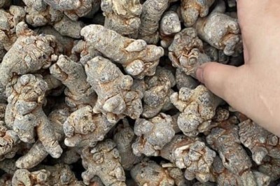 Tam thất - thuốc tư bổ cường tráng, tán ứ, chỉ huyết