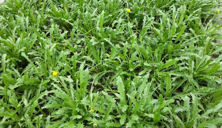 Cây bồ công anh và những điều có thể bạn chưa biết