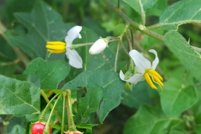 10 tác dụng của cây cà gai leo chữa bệnh không thể tin được