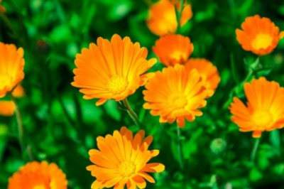 Cây thuốc hay: 12 cây thuốc nhất định phải có trong vườn nhà bạn