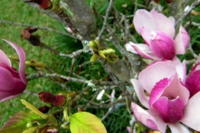 Tân di hoa chữa viêm xoang, hôi nách, xơ gan cổ trướng, huyết áo, đau răng..