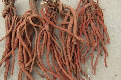 Trà Dược liệu: Đan sâm ẩm loại trà dược quý