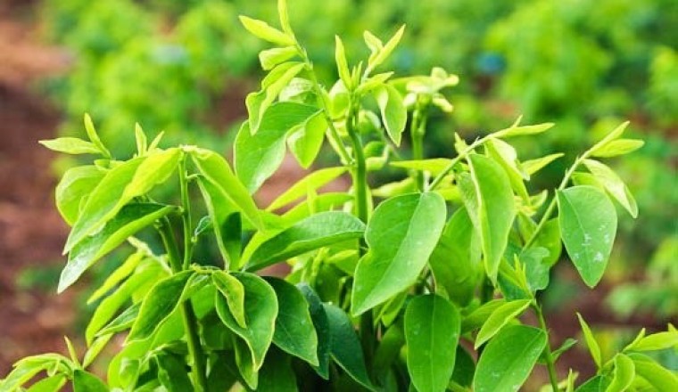 Bài thuốc dân gian chữa chứng đổ mồ hôi trộm, táo bón ở trẻ từ cây rau ngót
