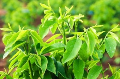 Bài thuốc dân gian chữa chứng đổ mồ hôi trộm, táo bón ở trẻ từ cây rau ngót