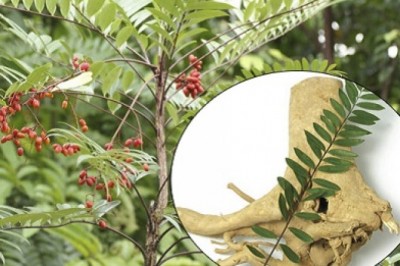 Nghiên cứu dược liệu: Phân lập hoạt chất chống ung thư từ rễ cây bá bệnh