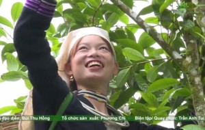 Đặc sản Chè Shan tuyết Na Hang, Tuyên Quang