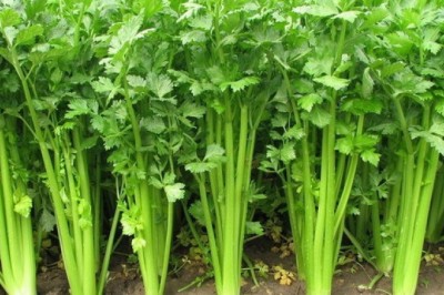 Cây cần tây: Rau cần tây chữa viêm họng