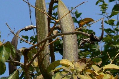 Cây núc nác chống viêm da, trị ho viêm họng