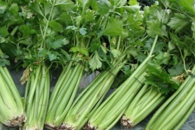 Rau cần tây trị cao huyết áp, phong thấp...