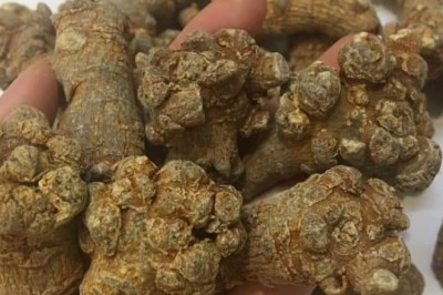 Bài thuốc trị u xơ tuyến tiền liệt