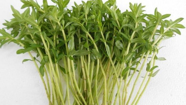 Rau ngổ trị sỏi thận, sỏi mật