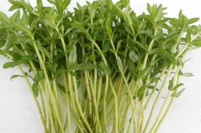 Rau ngổ trị sỏi thận, sỏi mật