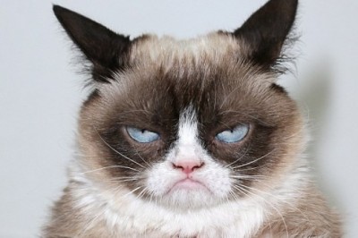 4 hành vi mà mèo ghét! Làm ơn chủ nhân đừng hành hạ nữa được không?