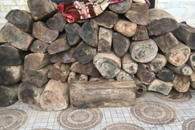 Bí mật chưa thể giải về Cây hoàng đàn rủ, gỗ Ngọc am, lũa ngọc am, tinh dầu ngọc am