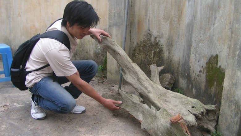 Thực hư 'Ngọc Am ướp xác', Quách Gỗ Ngọc Am