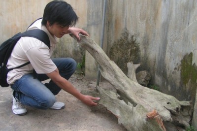 Thực hư 'Ngọc Am ướp xác', Quách Gỗ Ngọc Am