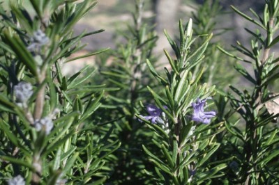 Thử nghiệm trồng cây tinh dầu ôn đới