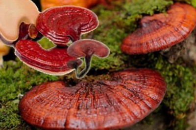 Nấm linh chi đỏ - thảo dược quý thiên nhiên ban tặng từ ngàn xưa