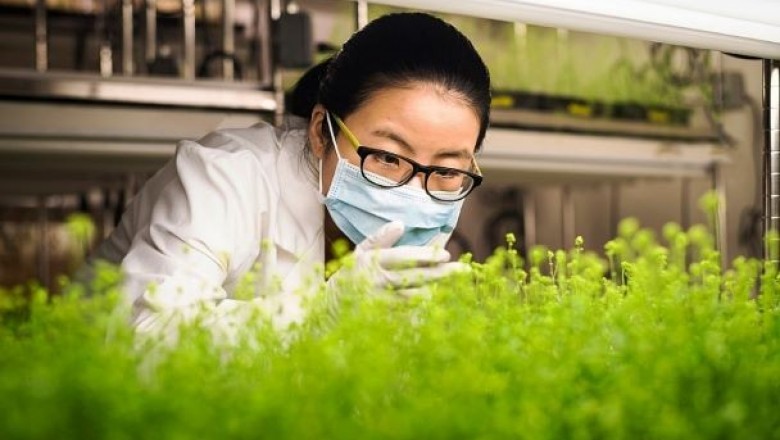 Sắp có vắc - xin thảo dược cho cúm mùa và COVID-19?