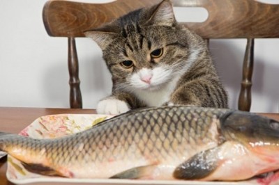 Ăn cá giúp giảm nguy cơ đau tim và đột quỵ