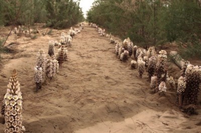 Thu tiền tỷ nhờ trồng 'nhân sâm sa mạc' Nhục Thung Dung