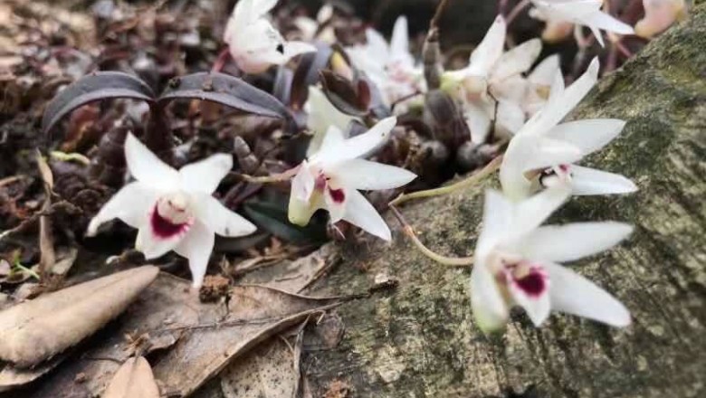 Tìm thấy giống lan Hoàng Thảo Thạch Hộc Tía chưa từng có, mũi và 5 cánh của hoa trắng như tuyết