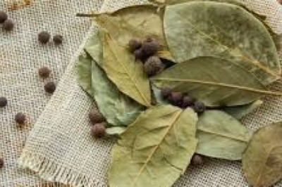 Lá nguyệt quế vừa là gia vị vừa là thảo dược