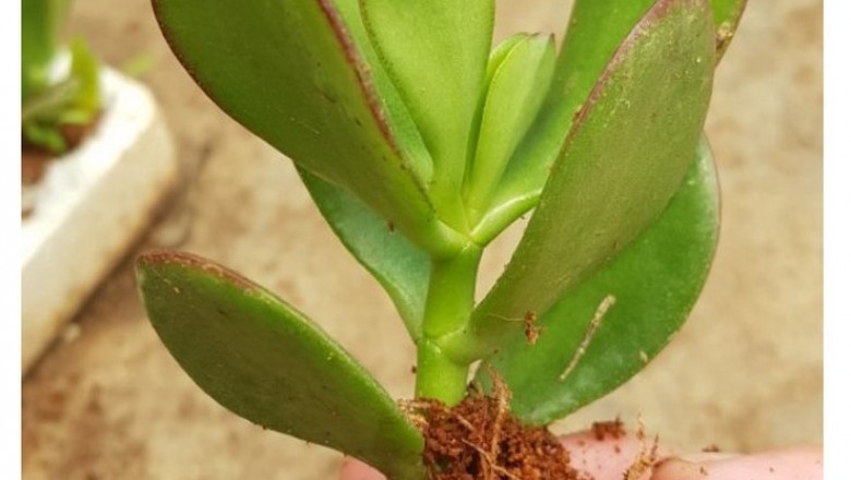 Hướng dẫn trồng và chăm sóc cây ngọc bích
