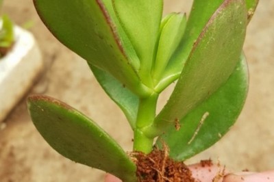 Hướng dẫn trồng và chăm sóc cây ngọc bích