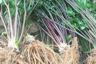 Sâm đương quy - thảo dược quý với nhiều tác dụng tuyệt vời cho sức khỏe