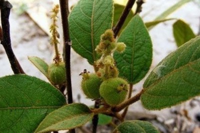 Loại cây đàn ông vùng cao hay trồng để chữa bệnh tế nhị của chị em rất hiệu quả