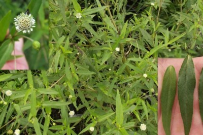 Loại cỏ mọc dại đầy ruộng hóa ra là 'thần dược trời ban' nhà nào cũng nên trồng