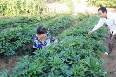 Kỹ thuật trồng cây sâm đương quy Nhật Bản làm thuốc