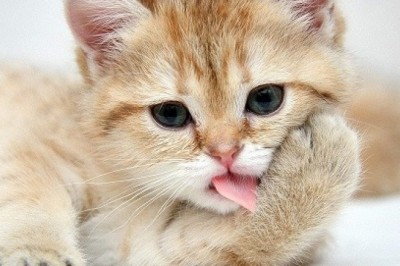 Tạo sao con mèo kêu có tiếng meo meo mà không phải tiếng khác?