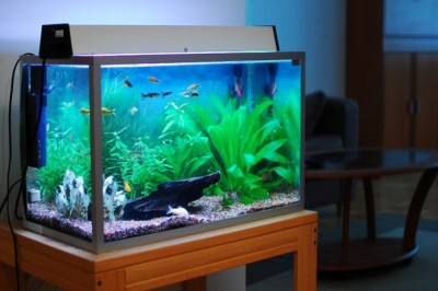 Người mệnh này cần tuyệt đối tránh đặt bể cá trong nhà