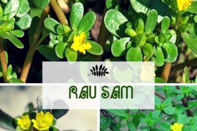 Những lợi ích tuyệt vời của rau sam với sức khỏe mà ít ai biến đến