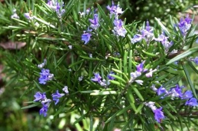 Cây hương thảo: Công dụng, tác dụng, cách dùng chữa bệnh