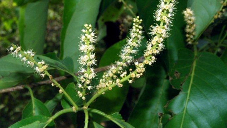 Chiêu liêu lông, chiêu liêu xanh - Terminalia citrina Roxb hay Myrobalanus citrina Gaertn