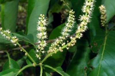 Chiêu liêu lông, chiêu liêu xanh - Terminalia citrina Roxb hay Myrobalanus citrina Gaertn