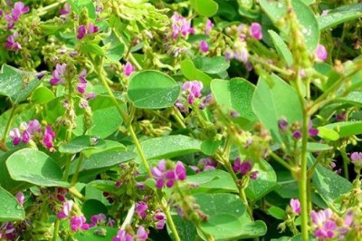 Kim tiền thảo và những bài thuốc nam điều trị bệnh sỏi thận