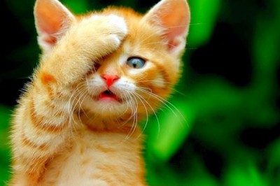 Tuổi mèo, tuổi mão vận mệnh năm 2021 có gì mới?