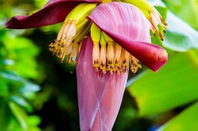 10 lợi ích của hoa chuối đối với sức khỏe có thể bạn chưa biết