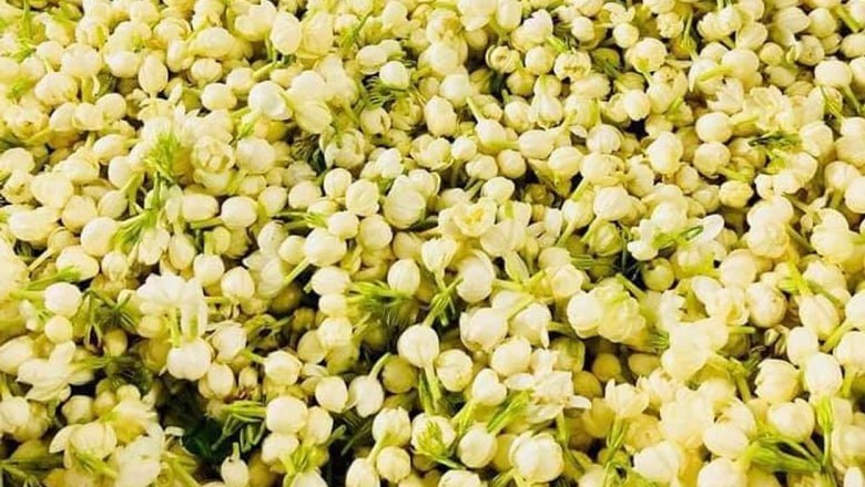 8 công dụng tuyệt vời của trà hoa nhài đối với sức khỏe