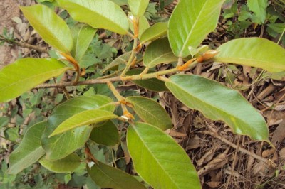 Cây đa lông và những bài thuốc đông y