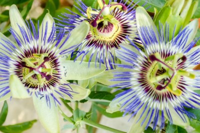 Cây Lạc tiên tây: Loài cây giúp thư giãn, an thần