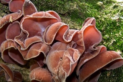 Những lợi ích tuyệt vời của nấm mộc nhĩ mang lại cho sức khỏe