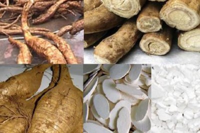 Sắn dây - Vị thuốc giải ngộ độc rượu, chữa phiền khát, đại tiện ra máu