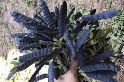 Tác dụng chữa bệnh của quả bồ kết, gai bồ kết